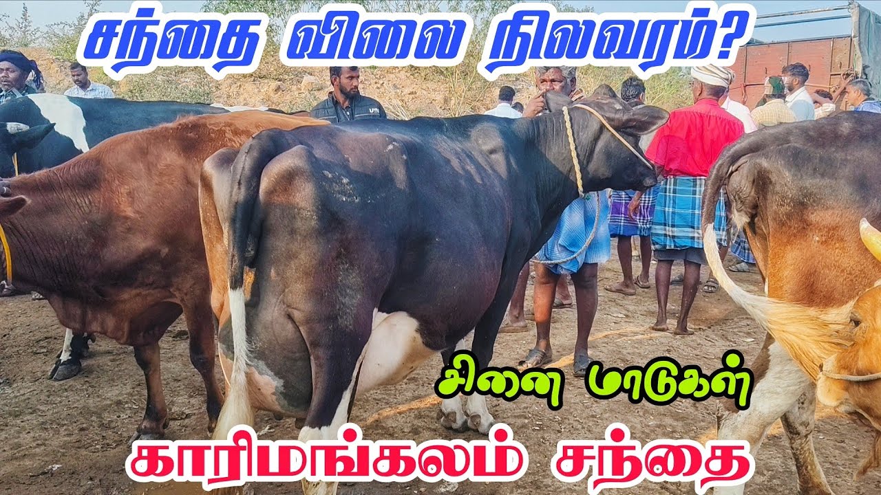 காரிமங்கலம் சந்தை சினை மாடுகள் 🥰 விலை நிலவரம்? தருமபுரி மாவட்டம் 