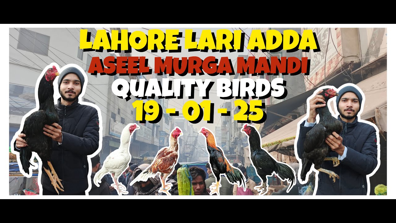 Lahore Lari Ada murgha mandi 2025 | today Lahore Aseel murgha mandi |  VLOG 2025 