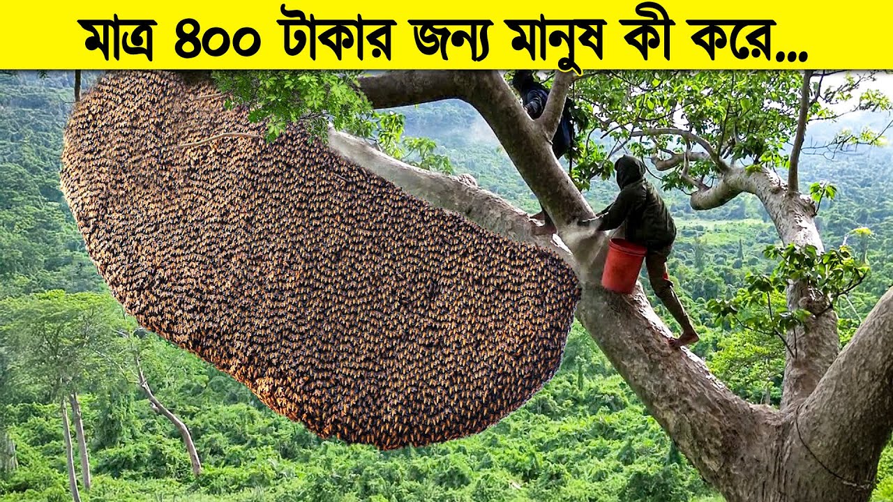 এমন মধু সংগ্রহের ভিডিও আপনি আগে কখোনো দেখেননি ! টেক ইনসাইড