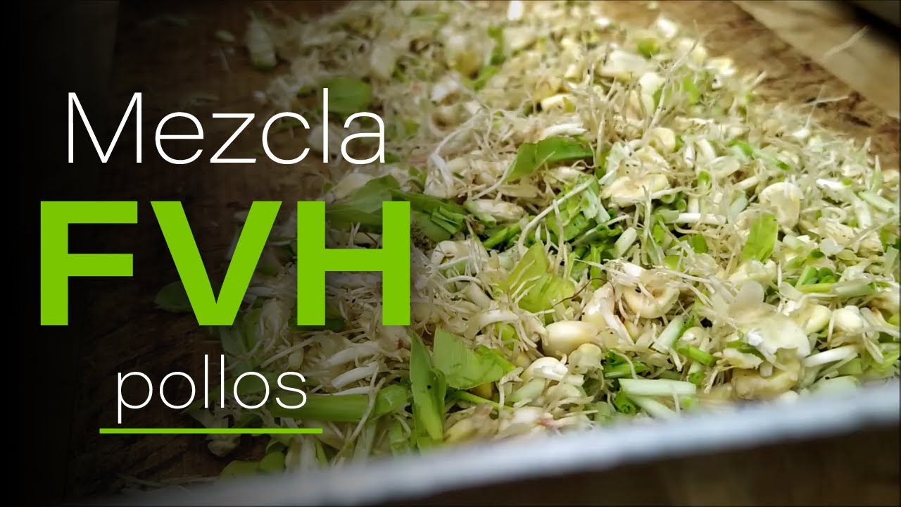 ¿Cómo alimento a mis #pollos? | FVH Tabasco