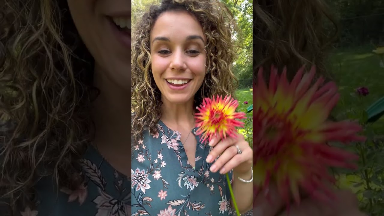 The Hidden Meaning of the Dahlia