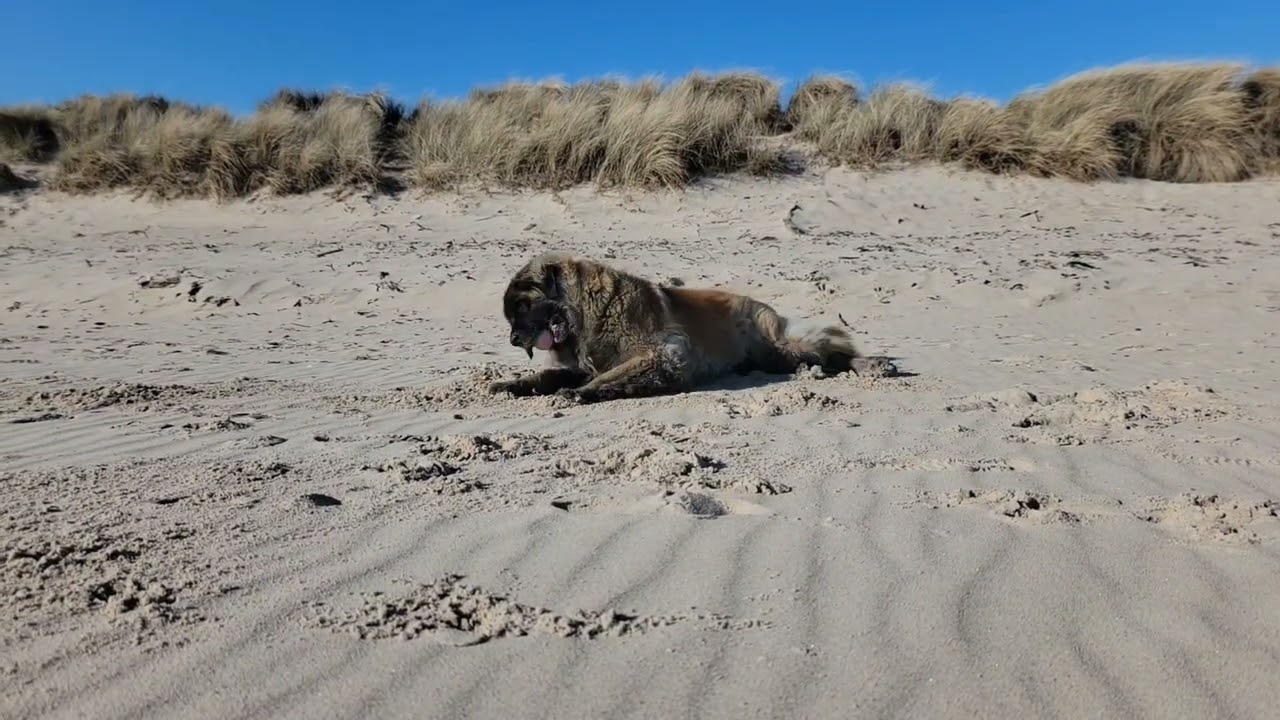 A LOVELY WALK FROM BLYTH TOWN FOOTBALL GROUND TO BLYTH SOUTH BEACH ⛱️
