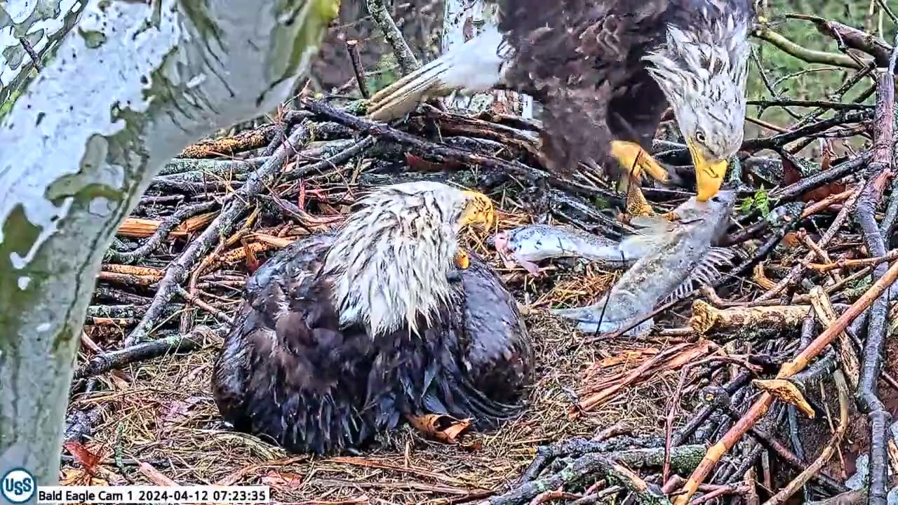 USS Bald Eagle Cam 1 on 4-12-24 @ 7:22:29 Irvin brings in massive live walleye for the pantry