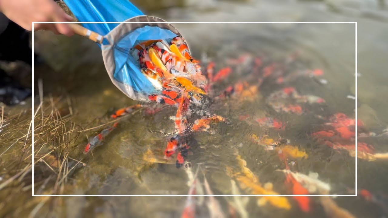 錦鯉を野池放流#錦鯉販売 #koifish #koi #塩田養鯉場