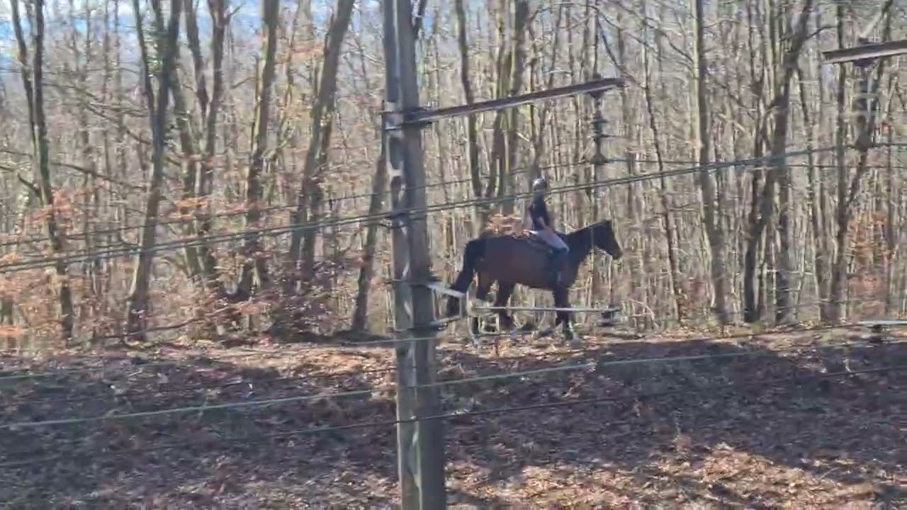 Le cavalier 