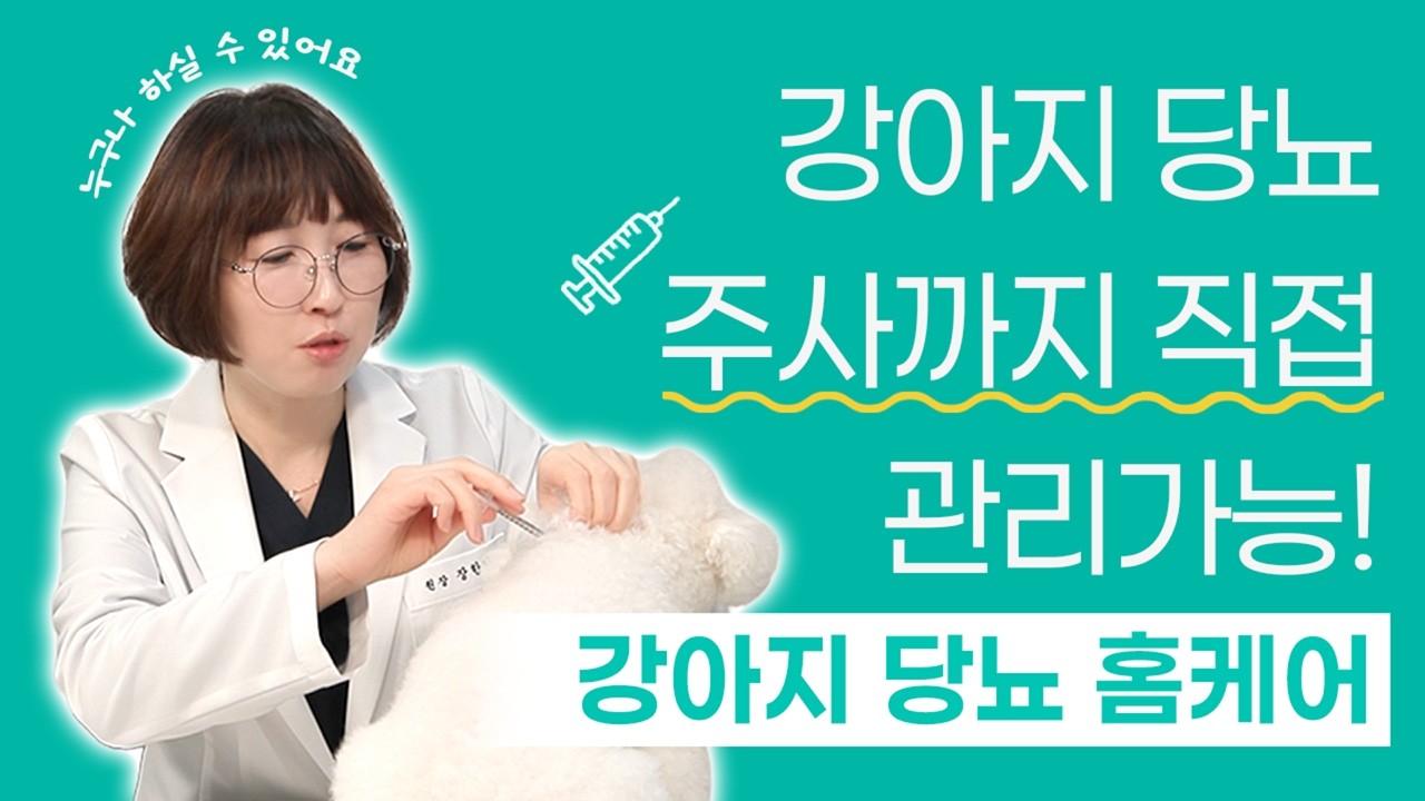강아지 당뇨, 관리부터 주사놓는 방법까지 완벽정리! | 24시 솔동물의료센터