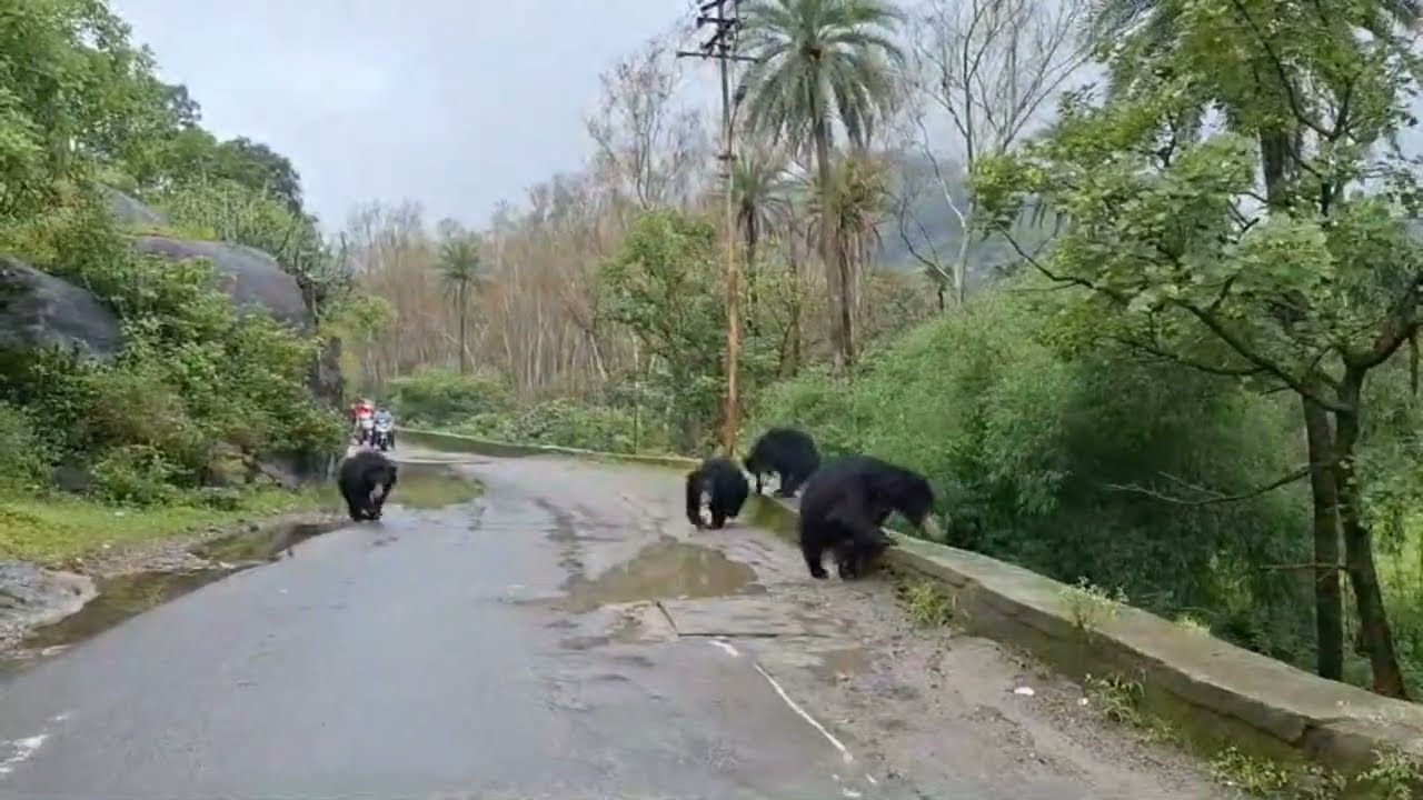 Mount Abu Bear। माउंट आबू का भालू ❤️