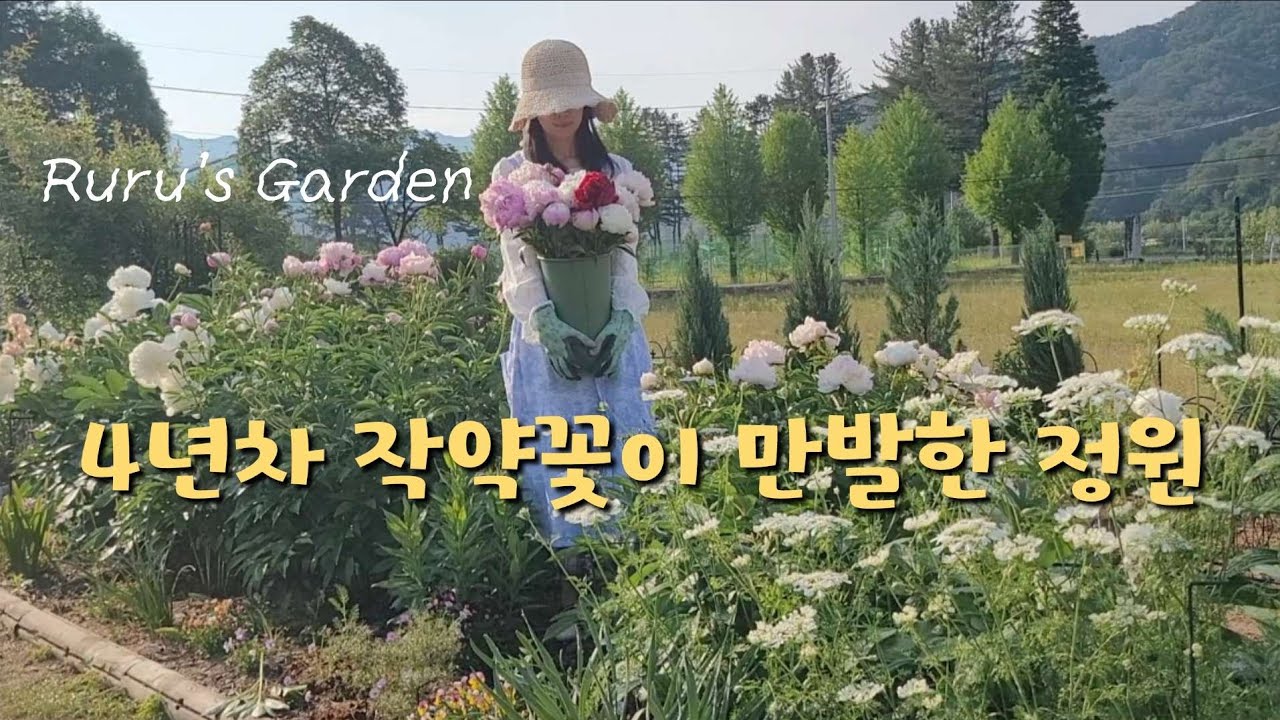 5월의 정원을 가득 담은 예쁜 영상 | 아이리스, 작약, 클레마티스, 밥티시아, 버바스쿰, 올라야, 베로니카로얄블루...