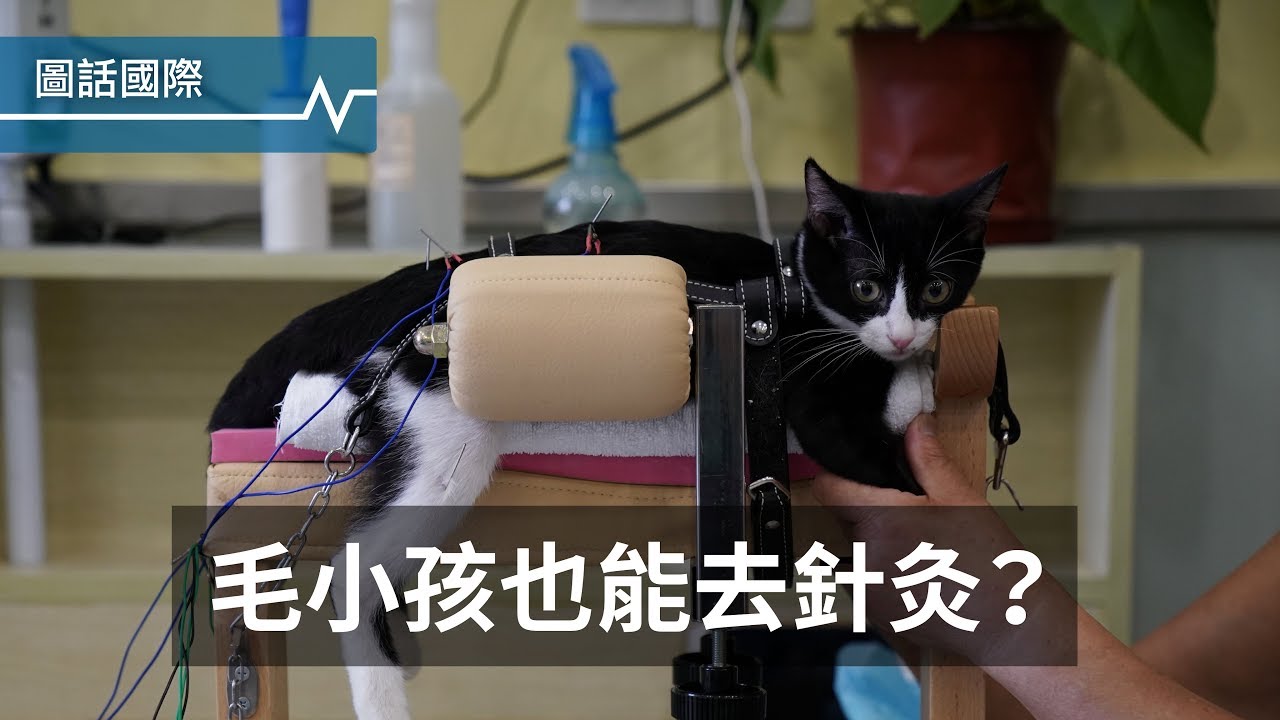 毛小孩也能看中醫？貓狗針灸另類療法