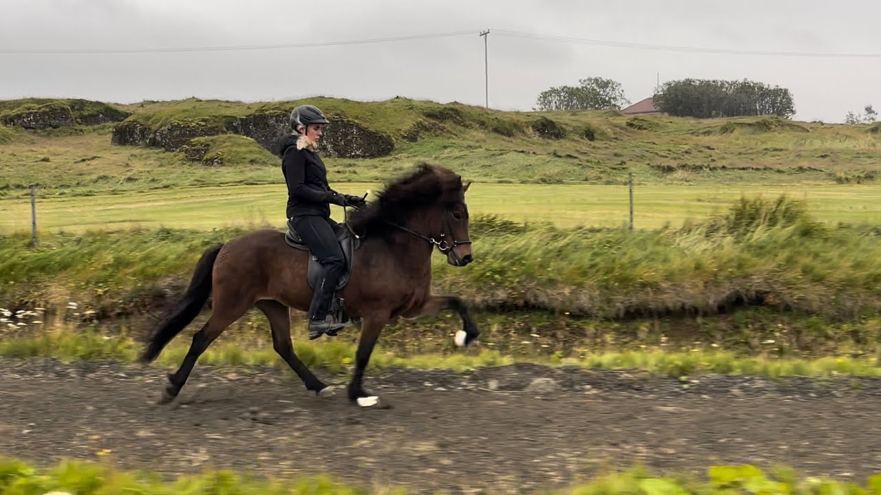 Super soft 7 y/o  1st price mare. Natural talent in Tölt