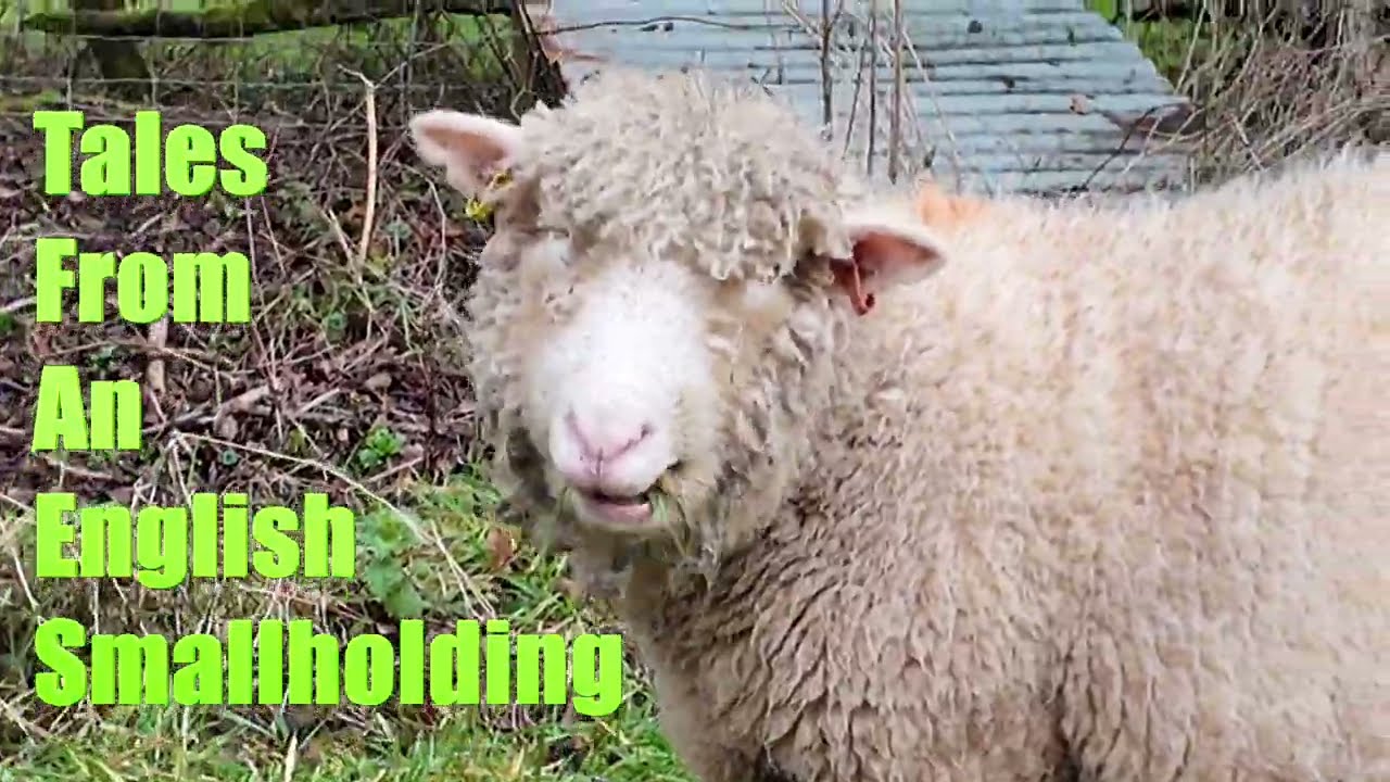 A First Look at my English Smallholding in Herefordshire