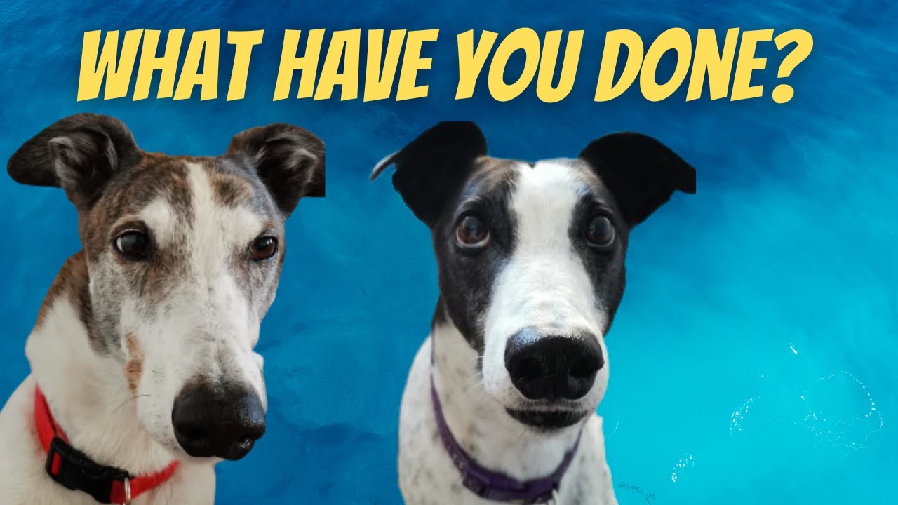 Greyhounds - чем вы тоже занимаетесь?