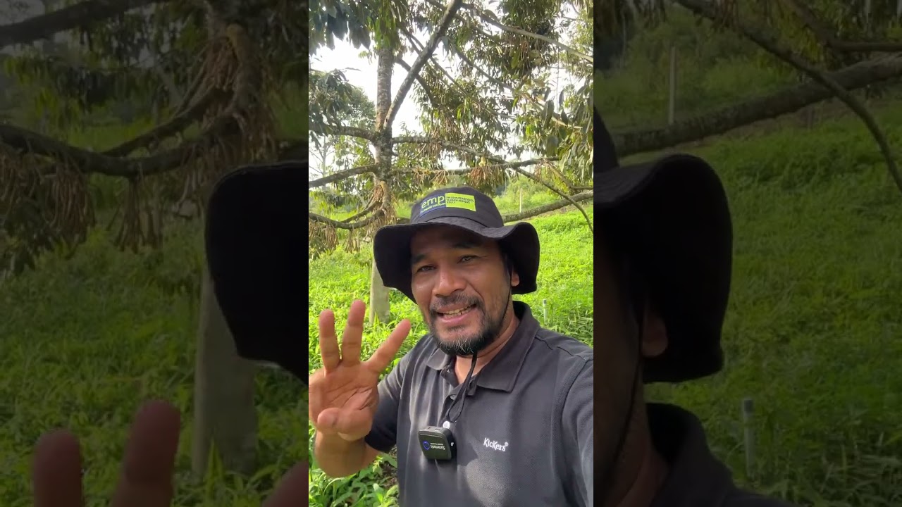 Kunci untuk pembuahan durian