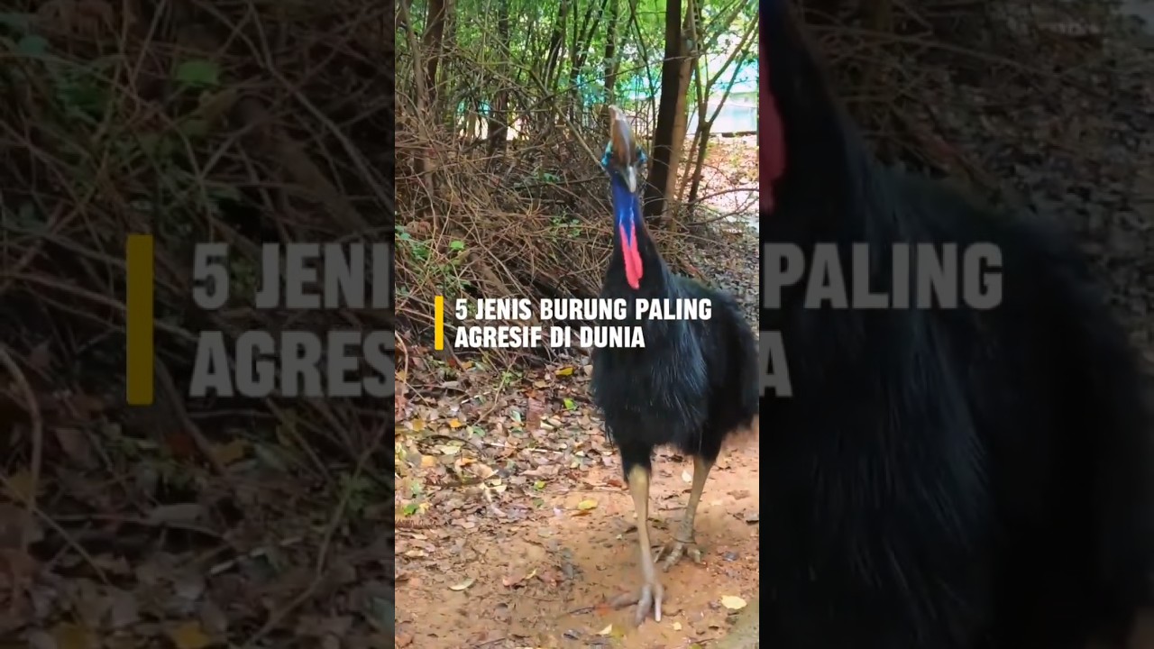 5 Jenis Burung Paling Agresif di Dunia! #burung