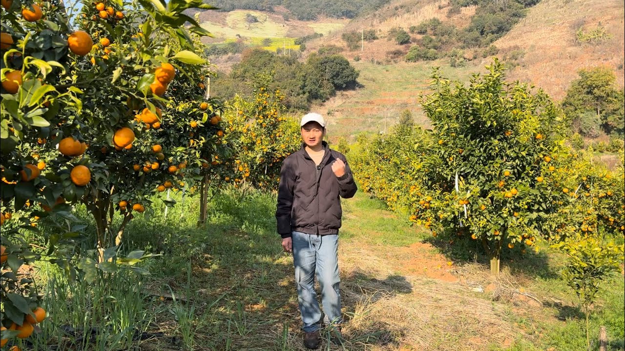 来沃柑果园中逛逛，看一看这些树有什么问题