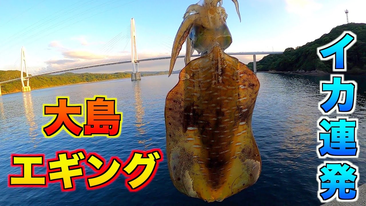 【長崎エギング】大島でエギングしたら釣れまくり