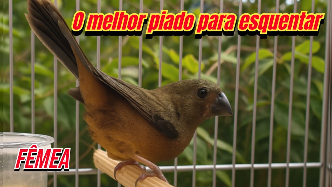 Fêmea de curió chamando piando e currichiando pra esquentar e deixa cantando 
