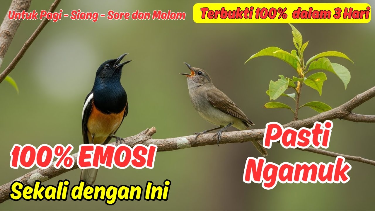 Masteran Murai Batu Isian Ganas, Agar Cepat Nyamber dan Gacor