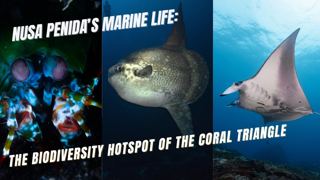 Nusa Penida’s Marine Life: The Biodiversity Hotspot of the Coral Triangle