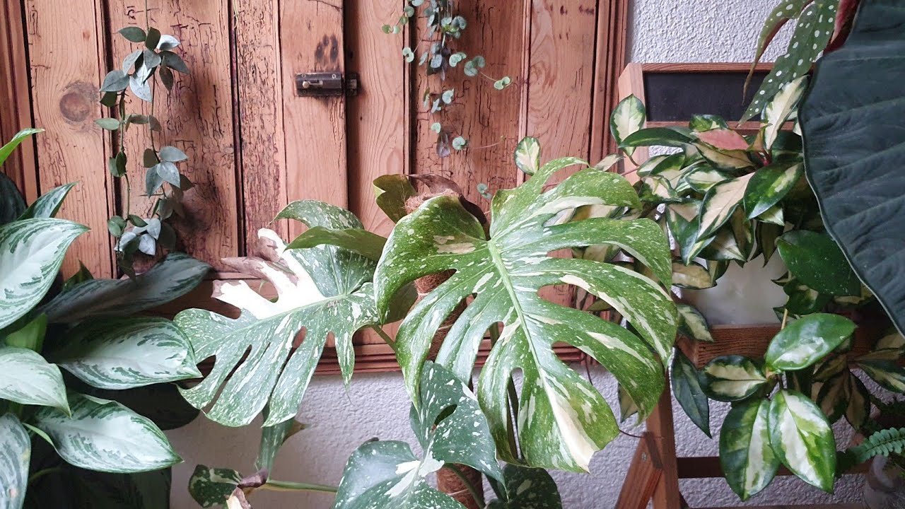 Évolution des plantes de la cuisine et encore des nuisibles #plantes 