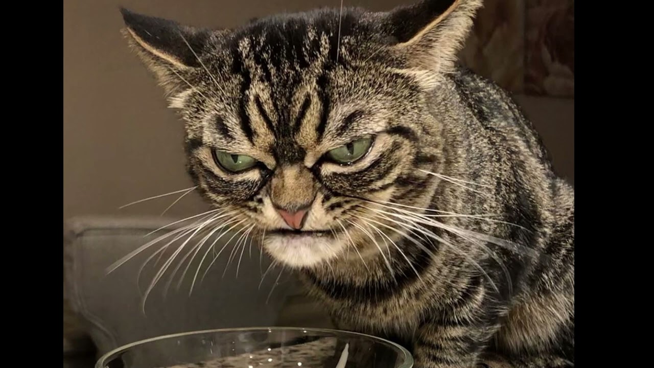 GRUMPY CAT HAPPY BIRTHDAY SONG