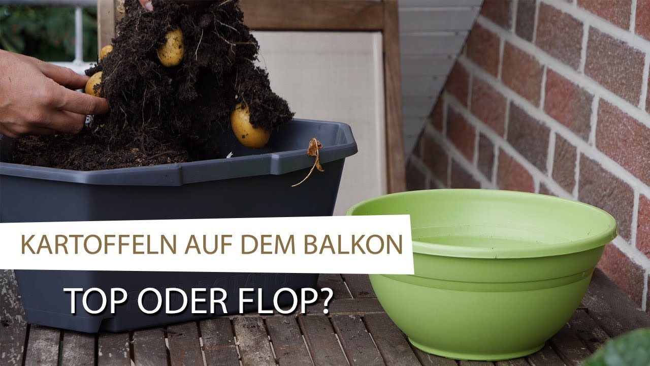 Kartoffeln auf dem Balkon anbauen und ernten | Top oder Flop? Kartoffel im Paul Potato