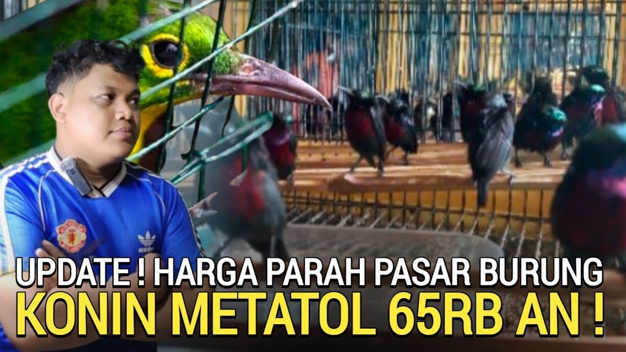 HARGA PASRAH ! KONIN 65RB IJO TROTOL 500 PENTET 50RB MURAI JANTAN 250RB PASAR BURUNG PRAMUKA 