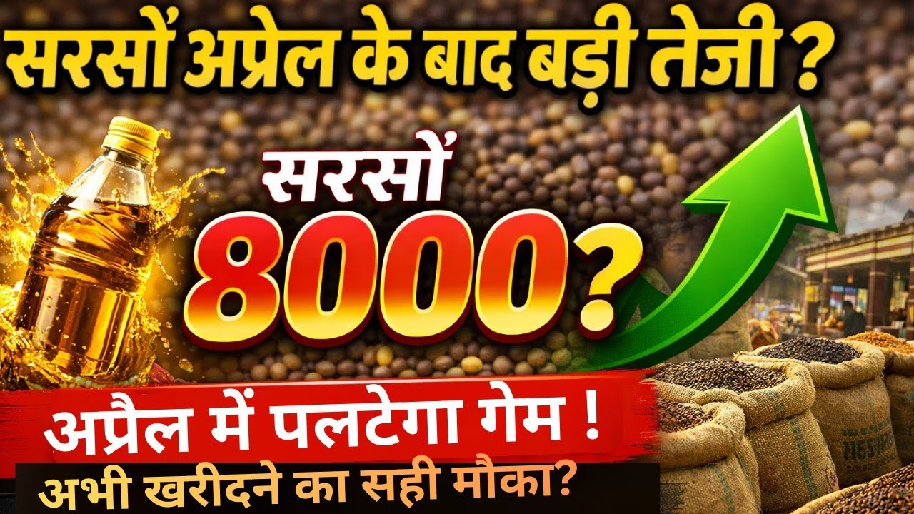 सरसों अप्रैल के बाद बड़ी तेजी? | जून में 8000 भाव का अनुमान | MSP खरीद अपडेट 2026