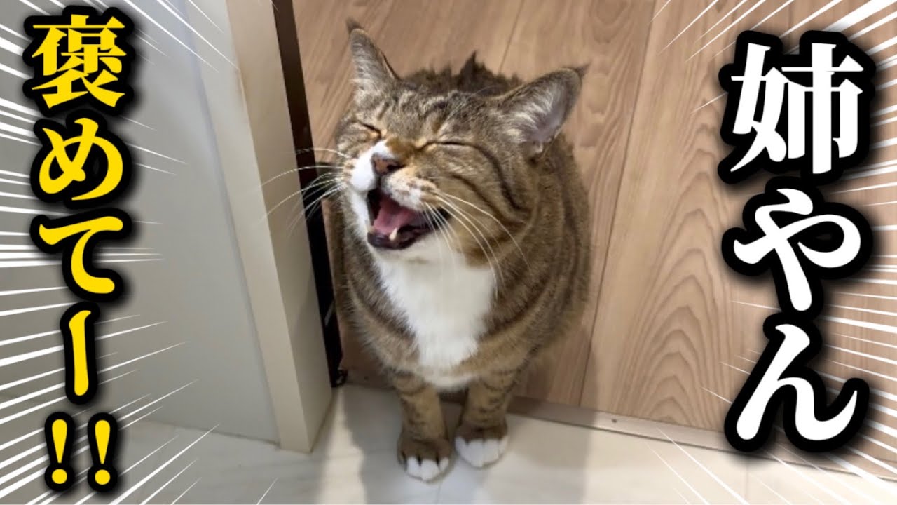 20代一人暮らし。元ボス猫を家族に迎えたら目の前で堂々と盗み食いを企む食いしん坊アザラシでした