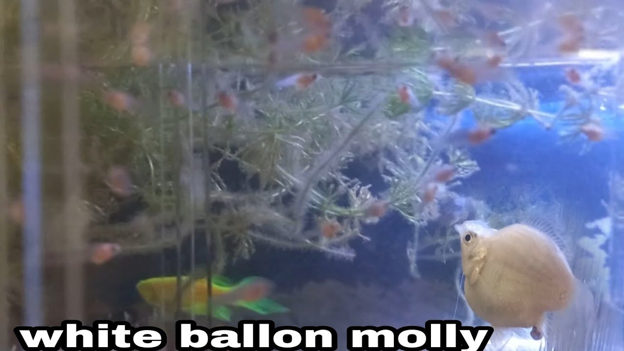 WHITE BALLON MOLLY FISH| GIVING BIRTH OF 50 FRY'S