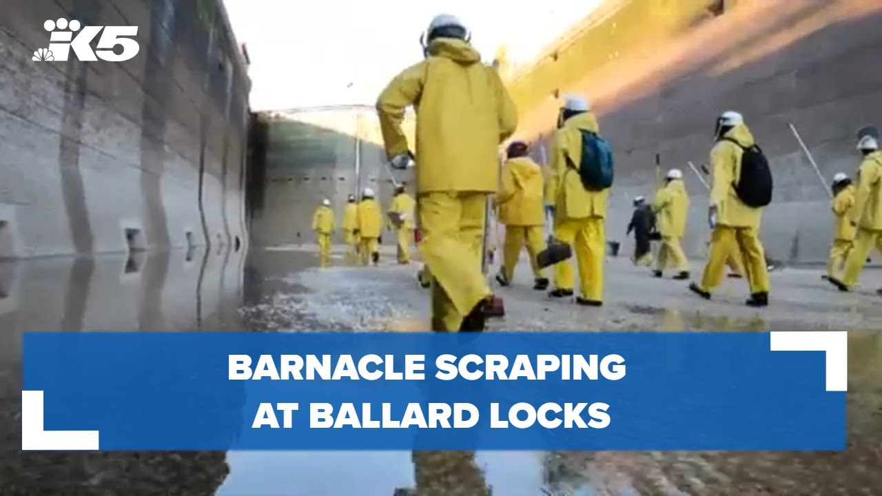 Barnacle scraping at Ballard Locks