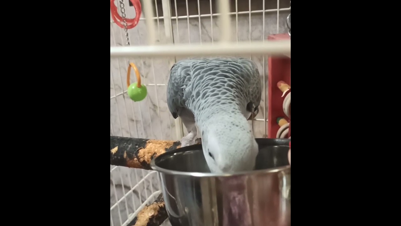 Гоша первый раз в жизни пробует яйцо.#africangreyparrot#попугайжако#africangrey#shorts #shortsvideo