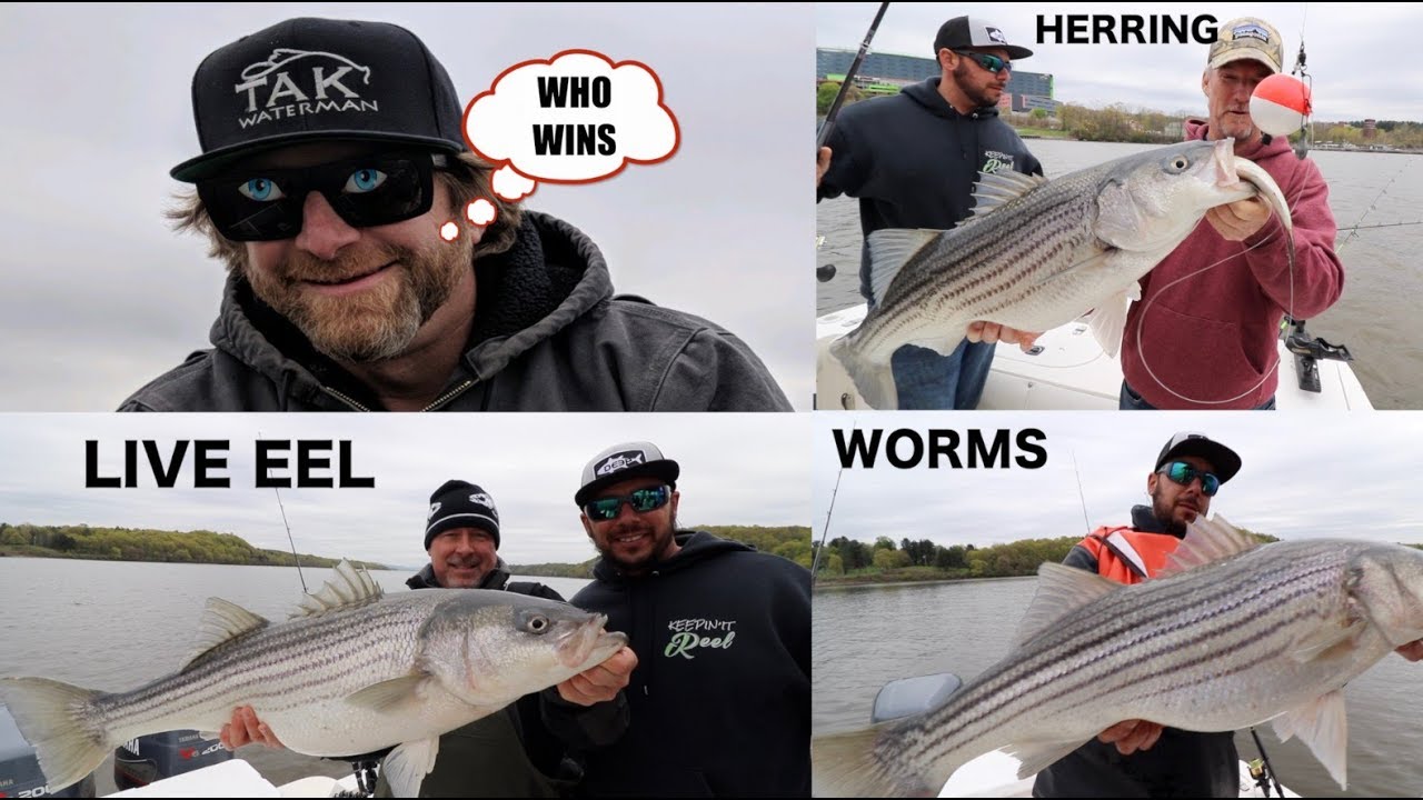 STRIPED BASS ON EELS-WORMS-HERRING WHICH CATCHES MORE FISH?
