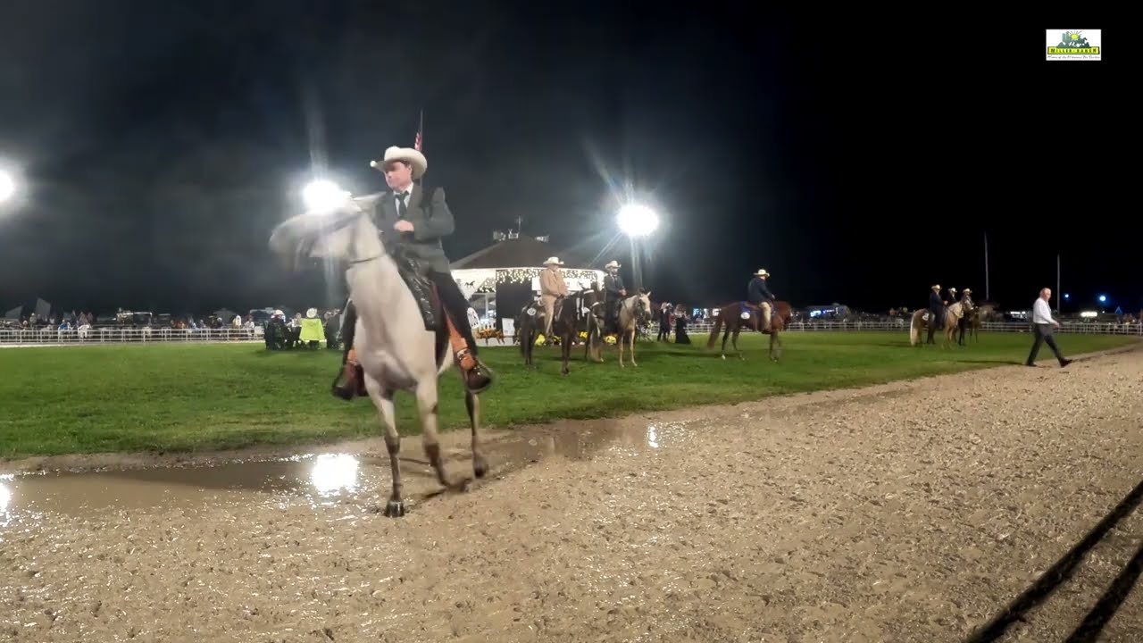 WGC Open 3 Years 2022 Missouri Foxtrotter Celebration