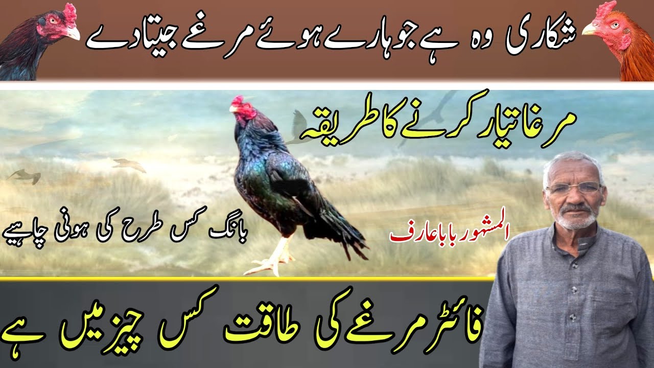 Aseel Murga Ko Taiyar Karne Ka Tareeka | Aseel Information And Discussion With Baba Arif