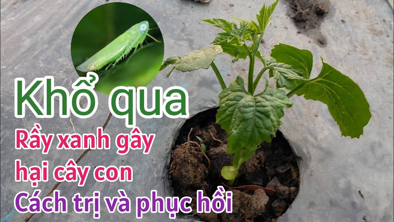 Cách trồng khổ qua: P7-Rầy xanh gây hại cây khổ qua con, cách phòng trị và phục hồi.