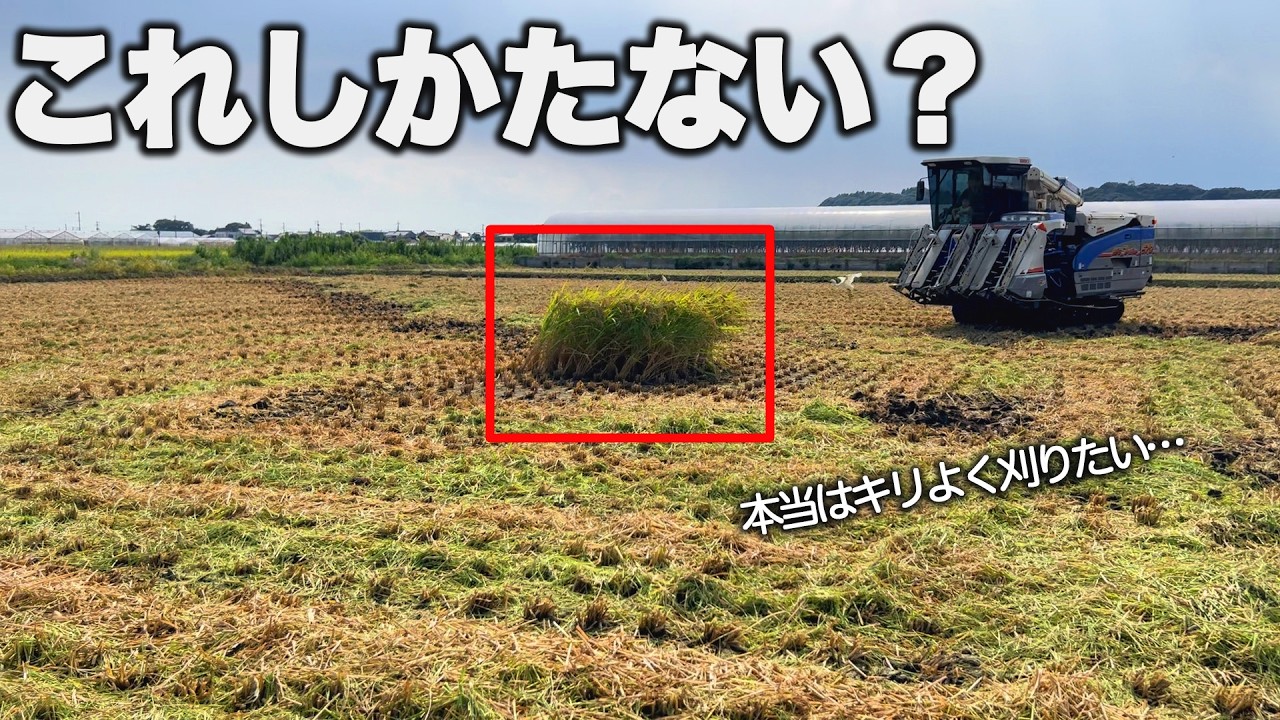 【稲刈り2日目】トラブルなし？中古コンバインでガンガン刈り取る！