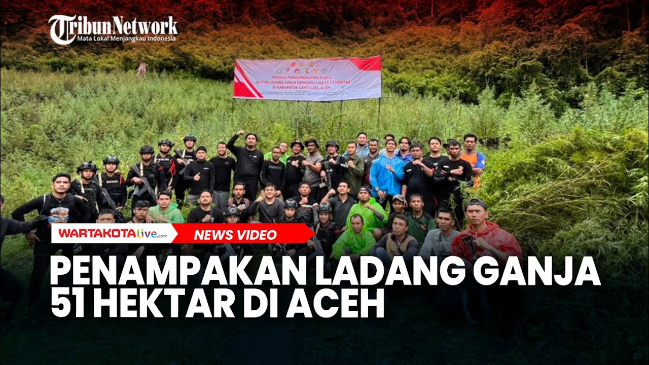 Penampakan Ladang Ganja 51 Hektar di Aceh yang Hasilkan 388 Ton, Diunggkap Bareskrim Polri