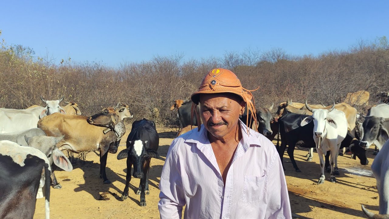 TUDO SOBRE A CRIAÇÃO DE GADO NO SERTÃO PERNAMBUCANO, UMA PALESTRA COM VITORINO DE DANDÃO.