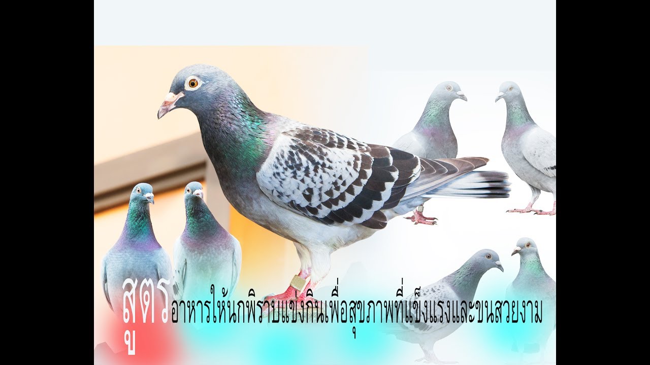 อาหาร หลักและ อาหารเสริม ให้ นก พิราบ homing pigeon  กินเพื่อให้สุขภาพแข็งแรงและมีขนที่สวยงาม