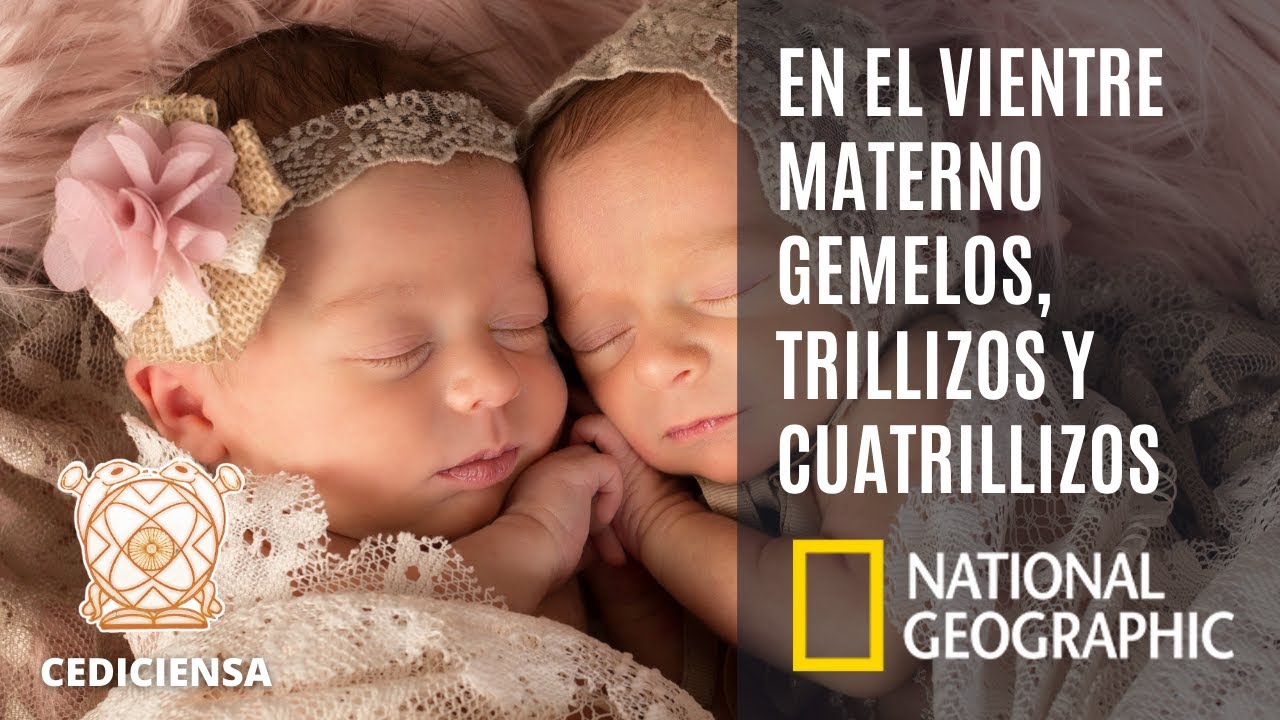 En el vientre materno gemelos, trillizos y cuatrillizos | Documental National Geographic