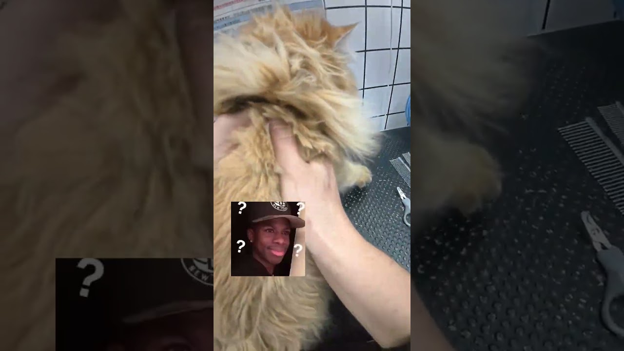 First-Person Cat Wash Adventure at Today's Pet Store Star