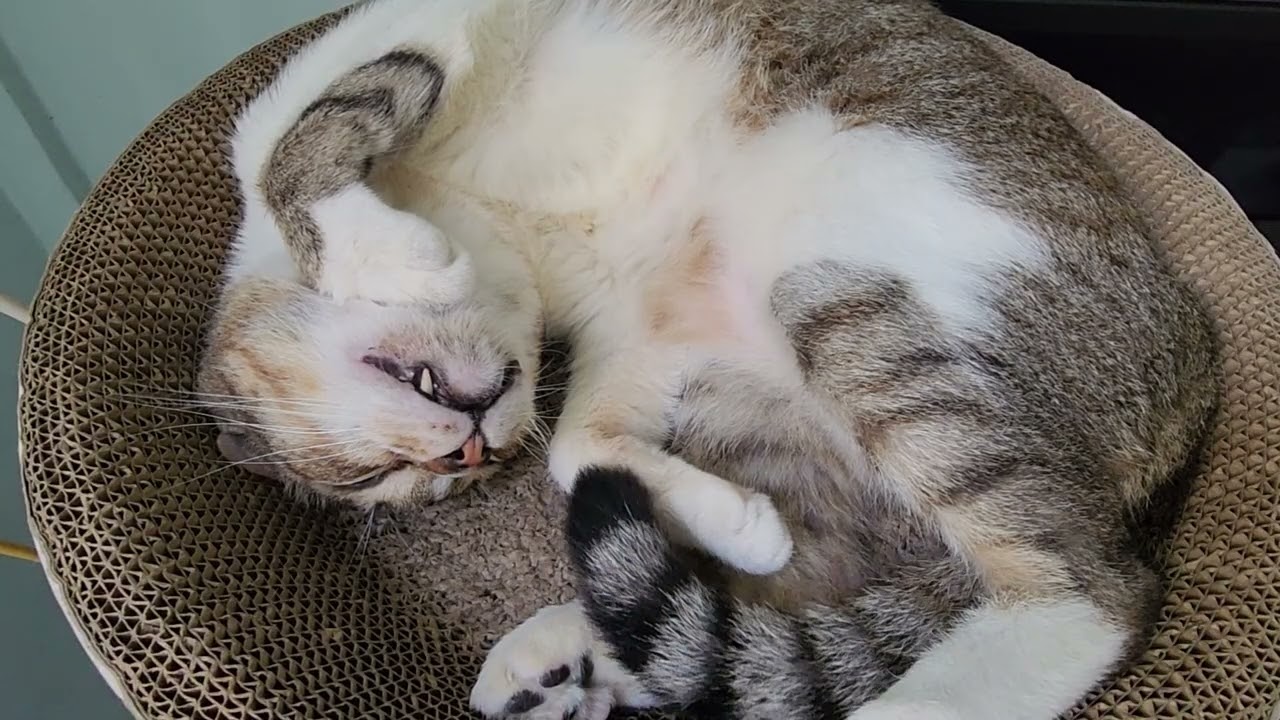 30 minutes of cat sleeping with purring sounds ep 18