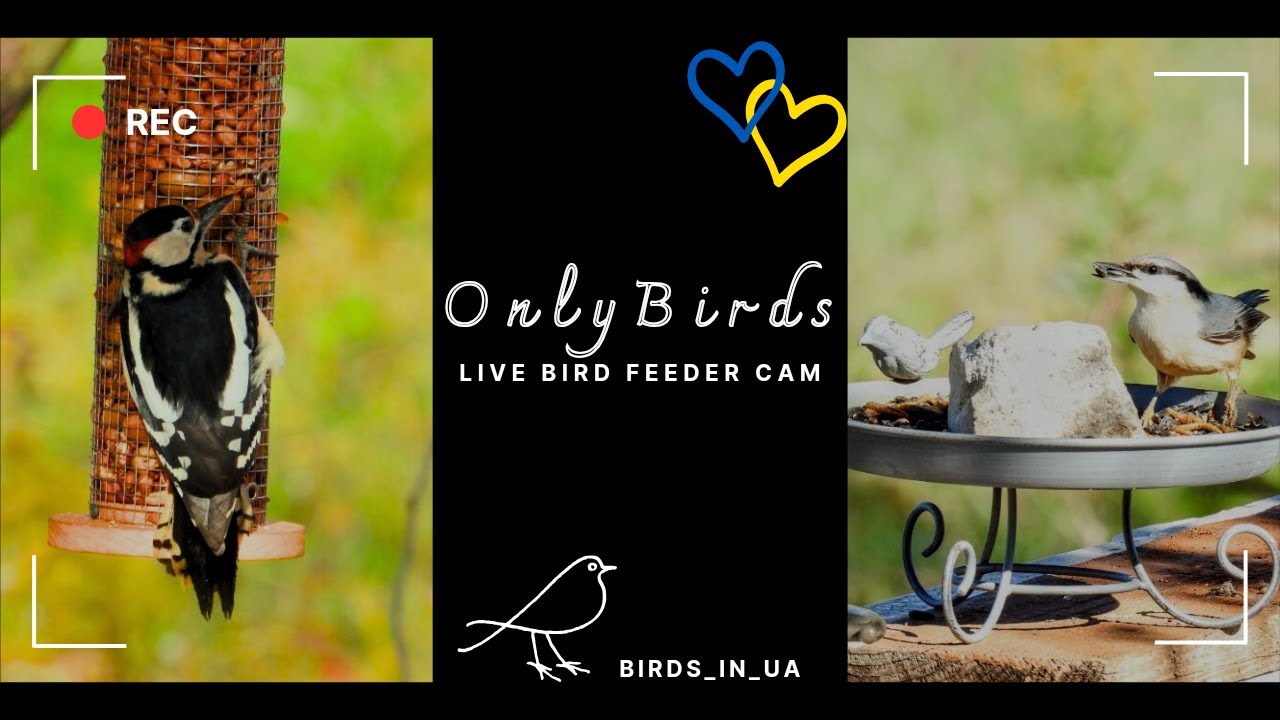 OnlyBirds: Kamera na żywo z karmnika dla ptak&oacute;w | Ptaki w UA | Ukraina