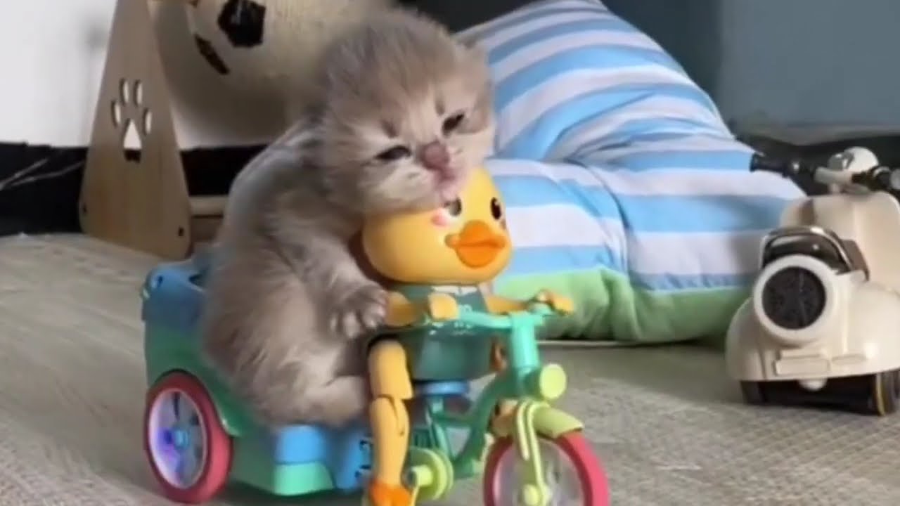 funny cat  #2026 /khoảnh khắc vui nhộn mèo