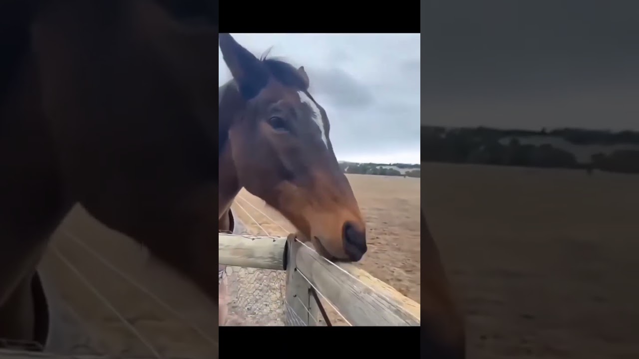east dou-ჩუბინა funny horse 