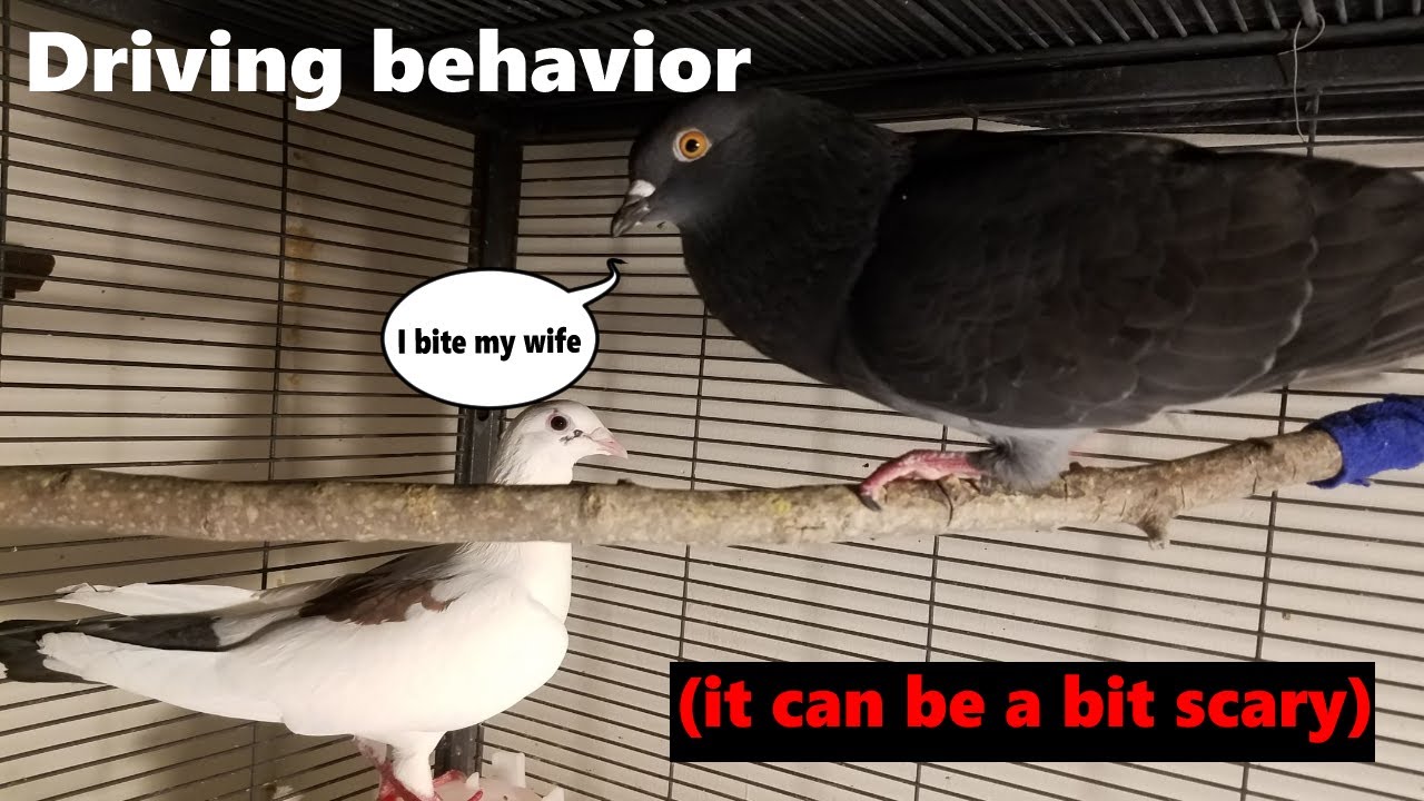 SCARY Pet Pigeon Behavior (Driving)