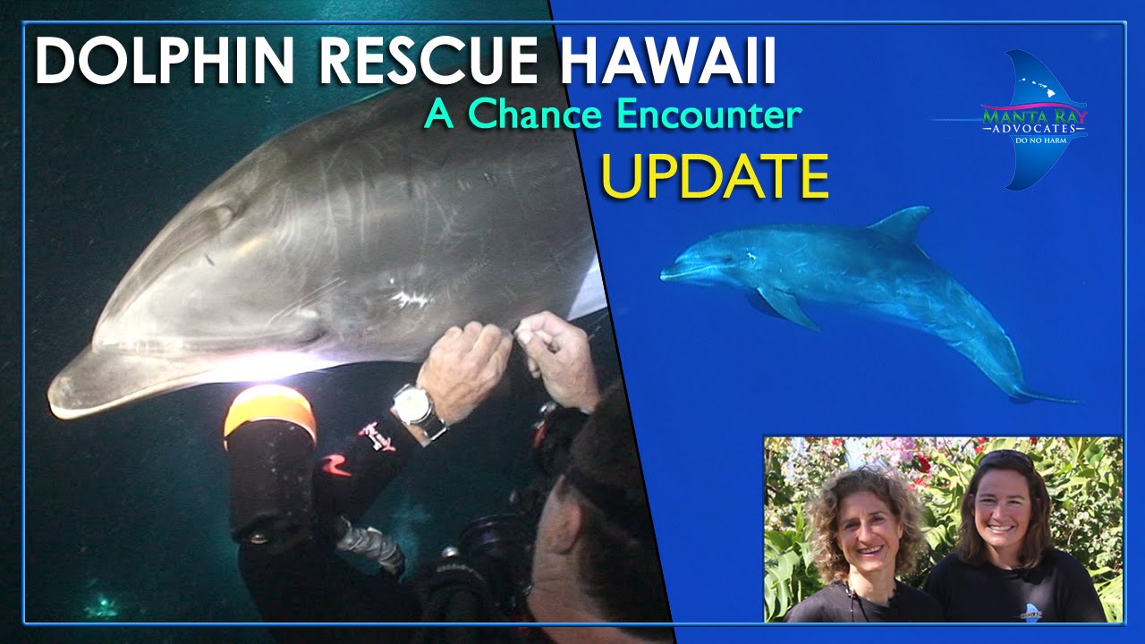 Dolphin Rescue Hawaii - Update: A Chance Encounter