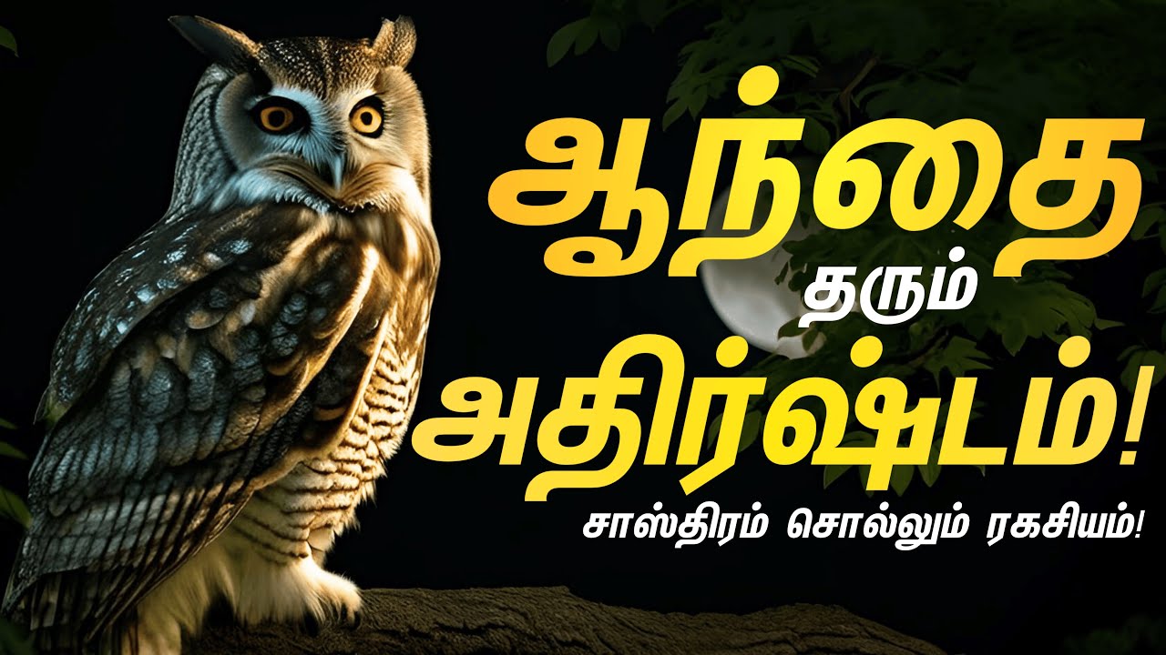 ஆந்தை தரும் அதிர்ஷ்டம்! | Seeing an Owl is a Luck in Astrology