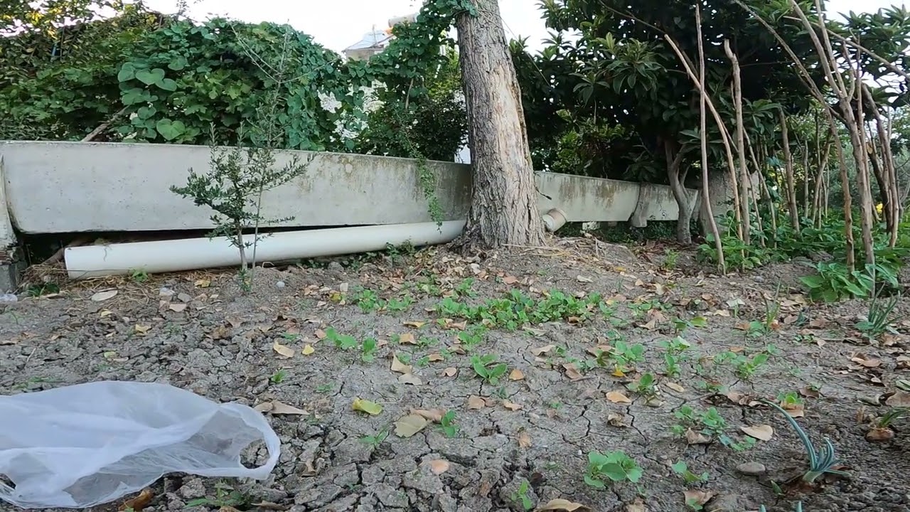 #tere #roka #turp #ekimi #part  1 | #denizli  #pamukkale  #radish #labanos #cress #köy